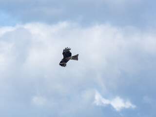 Black-eared kite in flight near Enoshima, Japan 11