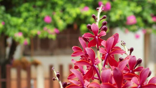 orchid flower is red vanda species on blur background, which is called (strap leaved)&nbsp;in garden at asia home. It is ornamental plant very beautiful