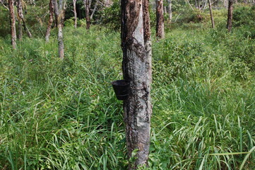 東南アジアのマレーシアのゴムの木の畑におけるゴムの樹液の採取状況