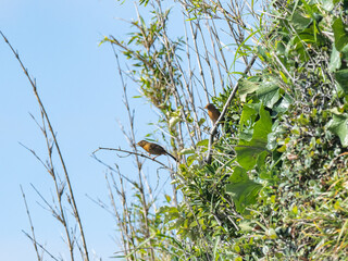 Pair of chinese hwamei laughingthrushes on Enoshima 1