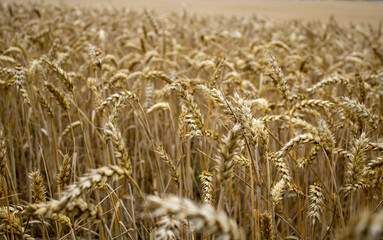 Golden and dry wheat field reader to harvest