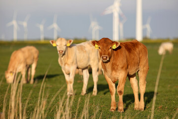 Kühe und Windräder in Nordfriesland