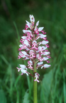 soldier orchid (orchis militaris)
