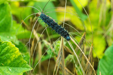 Peacock Butterfly Black and white spikey Caterpillars close up