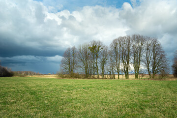 A group of trees on a meadow on a cloudy day