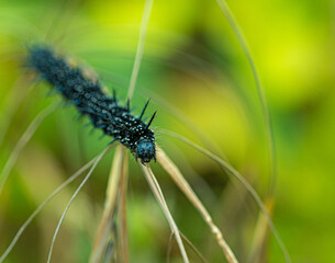 Peacock Butterfly Black and white spikey Caterpillars close up