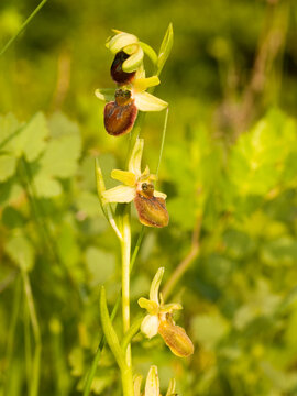 Early Spider Orchid (ophrys Sphegodes)