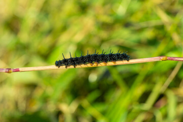 Peacock Butterfly Black and white spikey Caterpillars close up