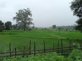 Fototapeta na wymiar rural landscape with paddy field