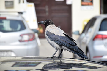 А big gray crow sitting on car rooftop. Birds droppings on car. Outdoor parking. Paint and lacquer...