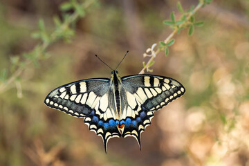 Papilio machaon. Butterfly in its natural environment.