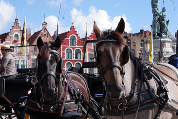 Chevaux de traits des calèches de Bruges