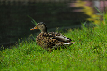 duck in the park