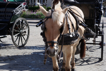 Chevaux de traits des calèches de Bruges