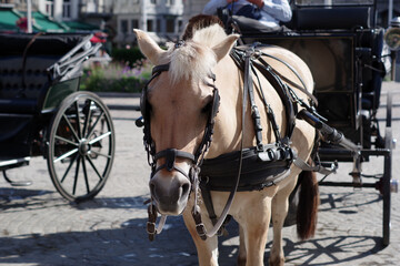 Chevaux de traits des calèches de Bruges