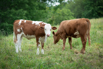 Fototapeta na wymiar braune Milch Kühe auf einer Bio Weide im Grünen