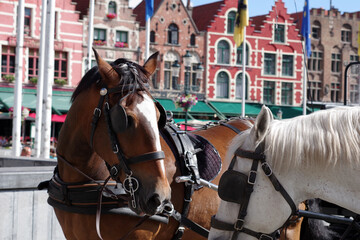 Chevaux de traits des calèches de Bruges