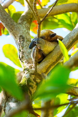 Northern tamandua (Tamandua mexicana), Corcovado National Park, Osa Peninsula, Puntarenas Province, Costa Rica, Central America, America