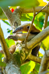 Northern tamandua (Tamandua mexicana), Corcovado National Park, Osa Peninsula, Puntarenas Province, Costa Rica, Central America, America