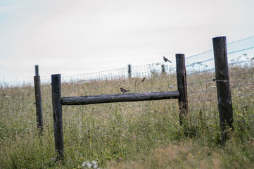 Stadko ptaków siedzące na metalowym ogrodzenie na tle pól i łąk