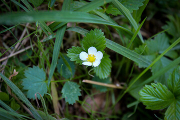 Wild strawberry flower in the grass.