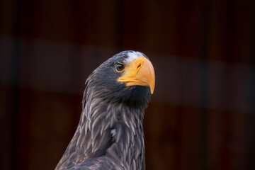 Adler