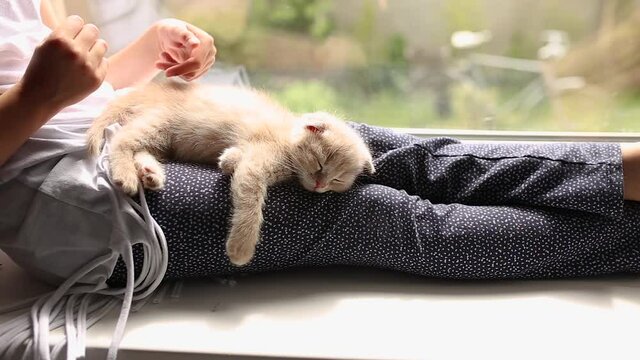 The child, little girl plays with a British Scottish kitten sleep in the hands of a girl, The girl's hands caress and caress the cat, Funny redhead cat near window at home.