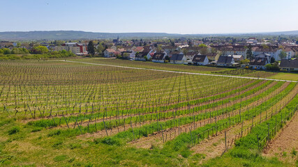 Fototapeta na wymiar Vine grapes trees with sun landscape near houses in spring time.