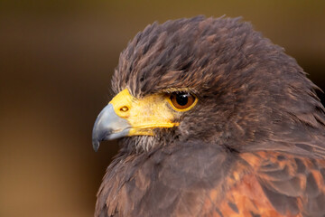 Bussard