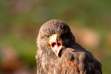 Bussard