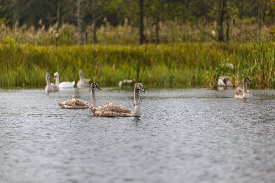 Schwanenfamilie auf dem See mit jungen schw&auml;nen im Vordergrund