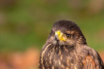 Bussard