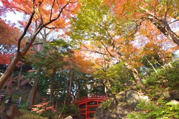 Wide angle landscape of Autumn Maple trees in Japan