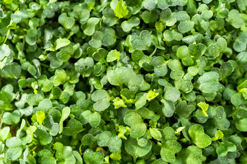 Microgreens