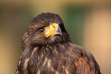 Bussard