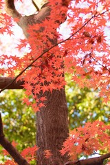 Wide angle landscape of Autumn Maple trees in Japan
