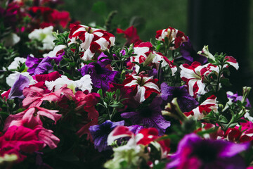 Bright flowers in a summer park.