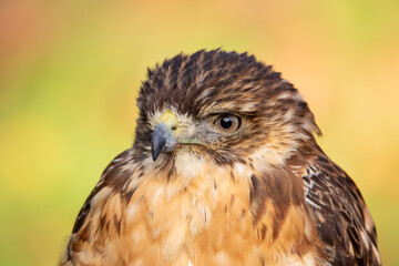 Bussard