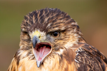 Bussard