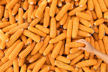 Hand hold orange corn cob. USA agriculture, harvest season. Healthy and organic, non gmo, vegetarian food. Pop corn ingredient.