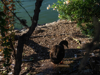 Ducks swimming