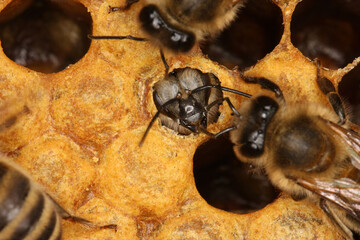 Honigbienen (Apis Mellifera L.) schluepfen aus den Zellen der Brutwaben. Thueringen, Deutschland, Europa