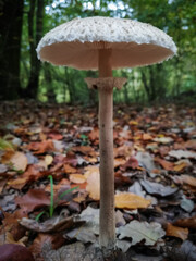 The parasol mushroom, macrolepiota procera, .common parasol. in the forest in autumn