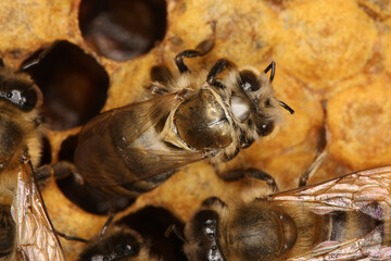 Honigbienen (Apis Mellifera L.) schluepfen aus den Zellen der Brutwaben. Thueringen, Deutschland, Europa