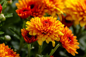 Blossom chrysanthemums red-orange-yellow texture for calendar