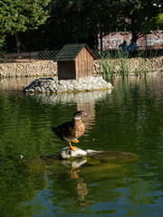 Ducks swimming