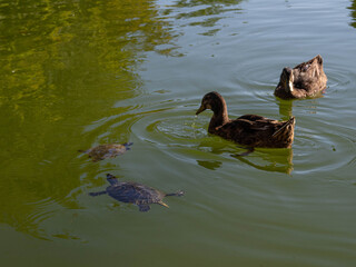 Ducks swimming