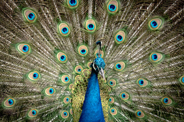 Obraz premium Samiec pawia, Pavo cristatus, skaczący z pełnymi piórami ogona