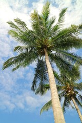 Fototapeta na wymiar Coconut tree with blue sky and white cloud in summer time. Nature background concept.
