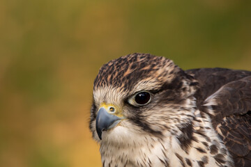 Bussard